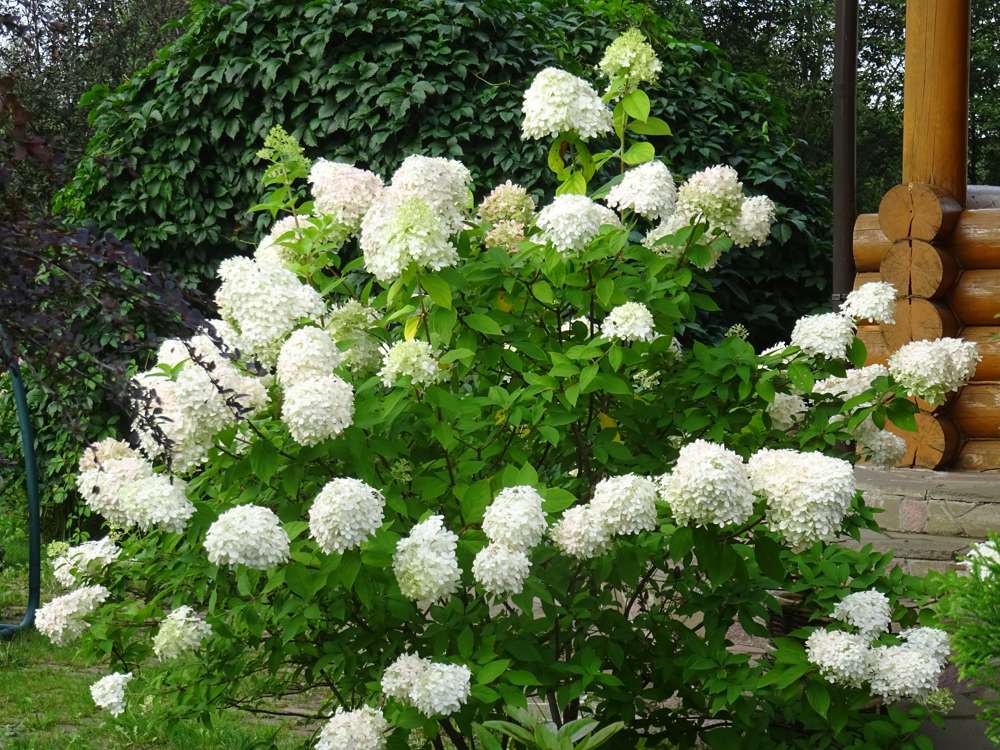 Hortensia 'Polar Bear'